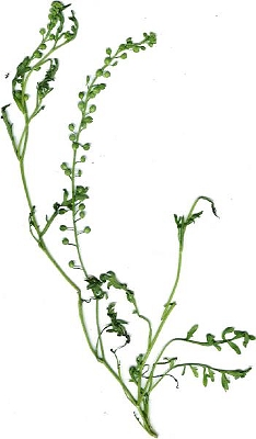 Lepidium bonariense.jpg